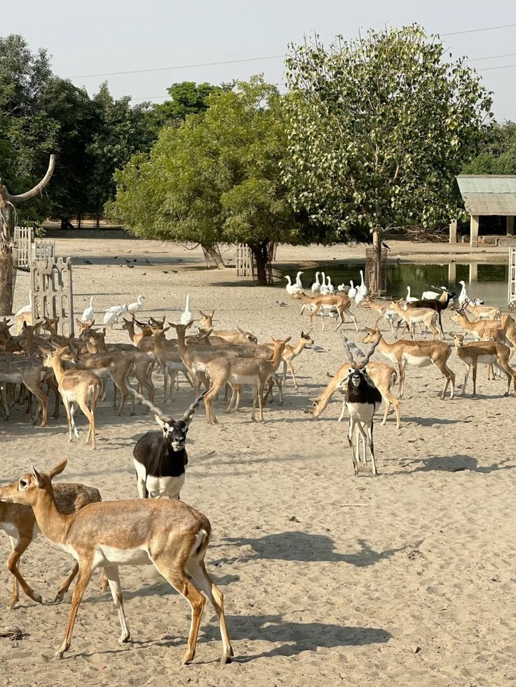 साई दरबार संघ आनंद क्षण